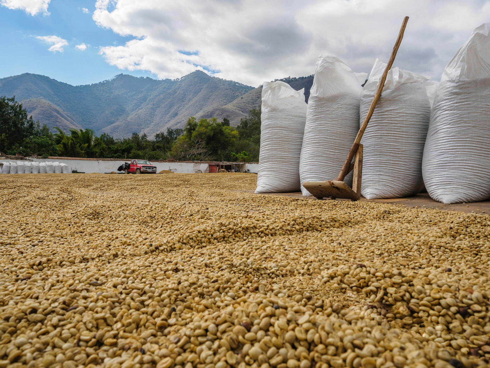 green coffee processing