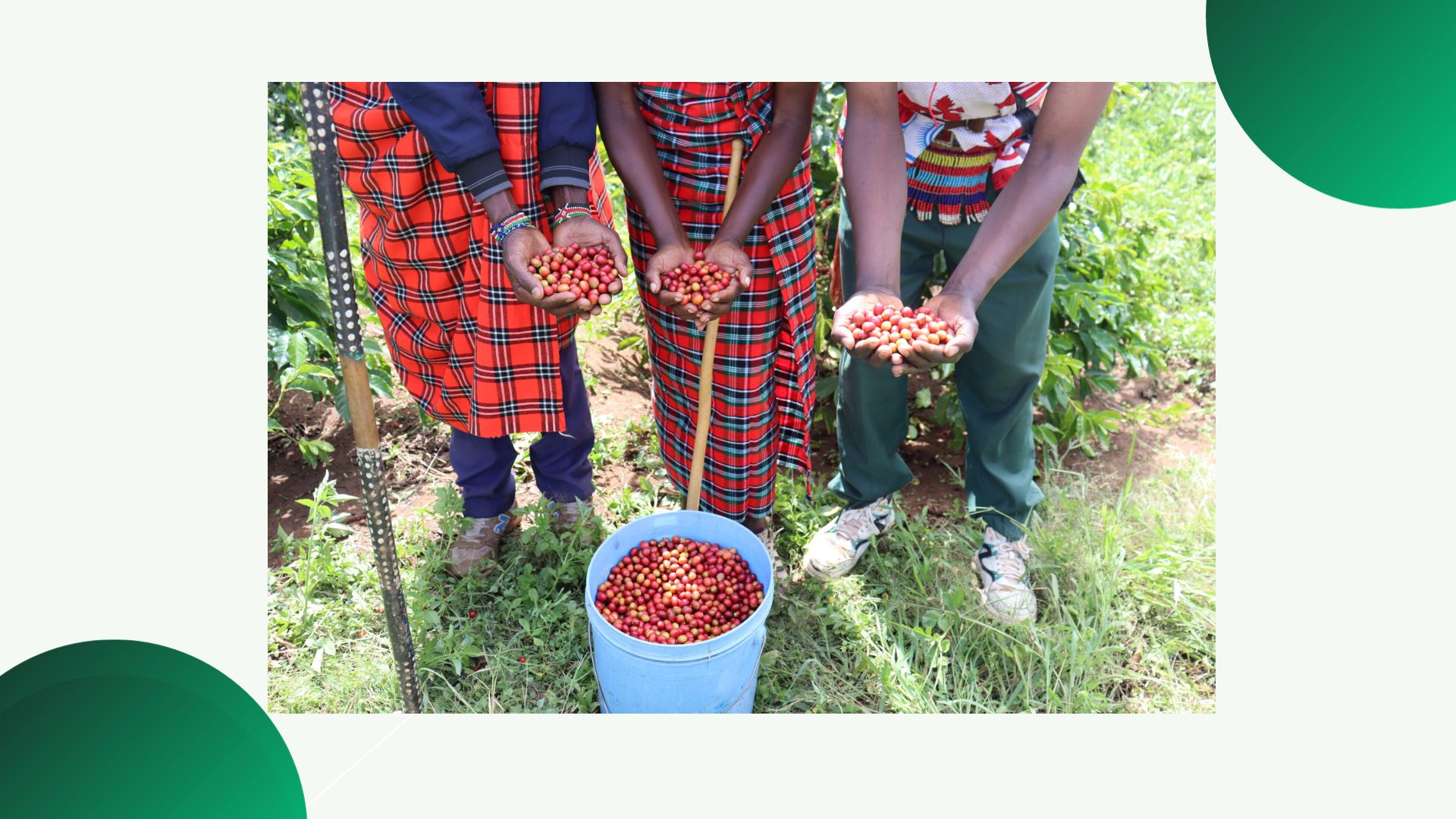 Kenya's coffee value chain