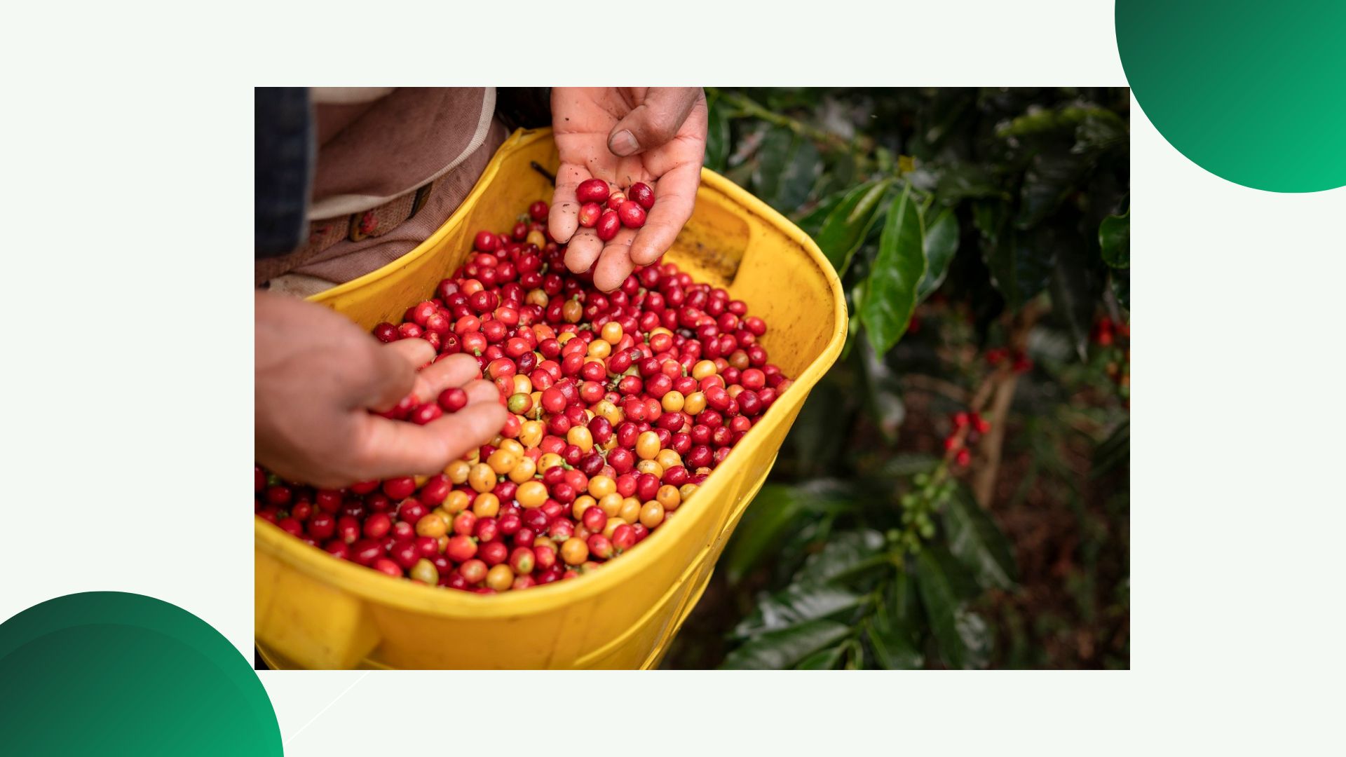 Coffee Supply Chain digital platform