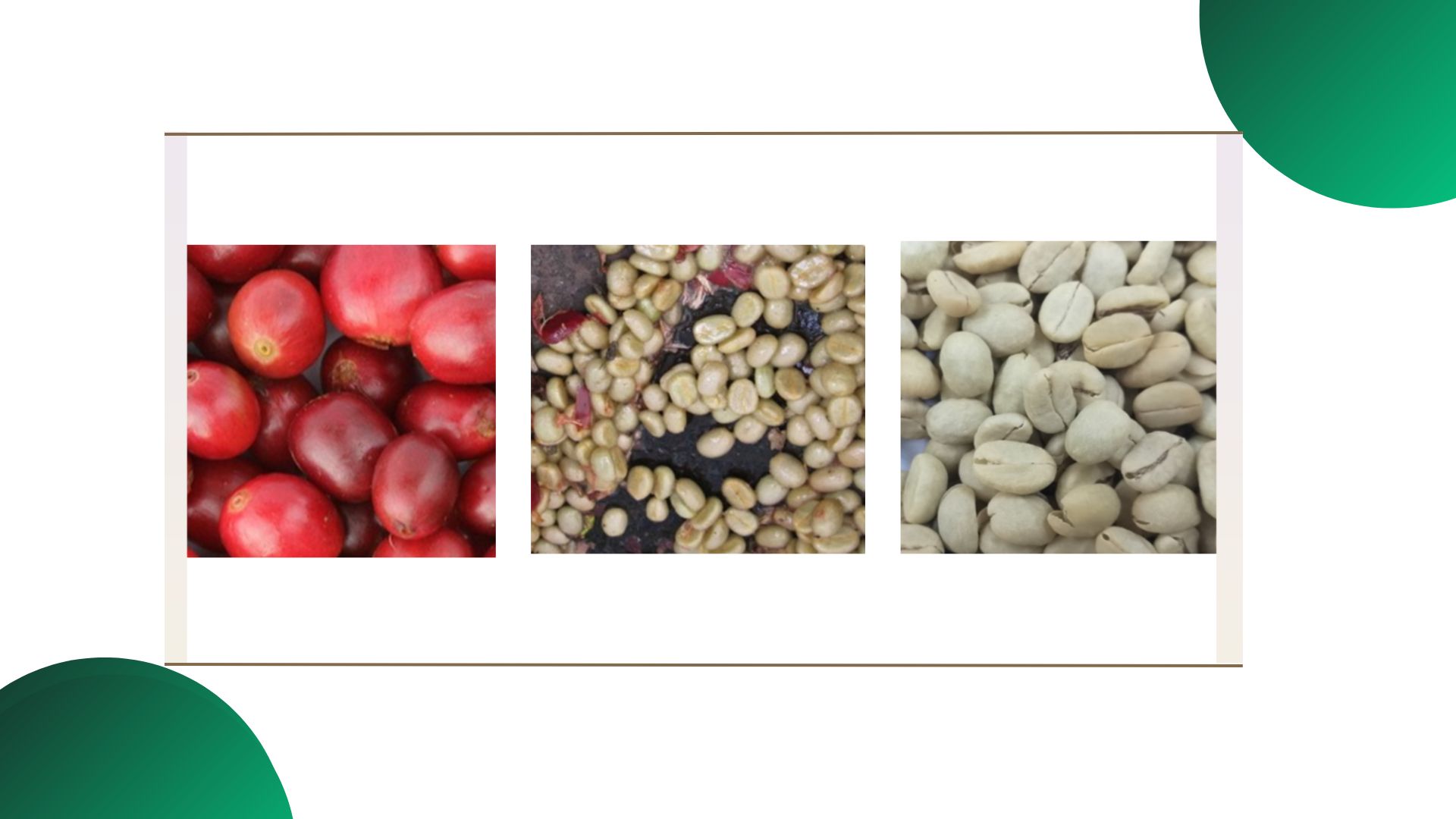 Kenyan coffee varieties
