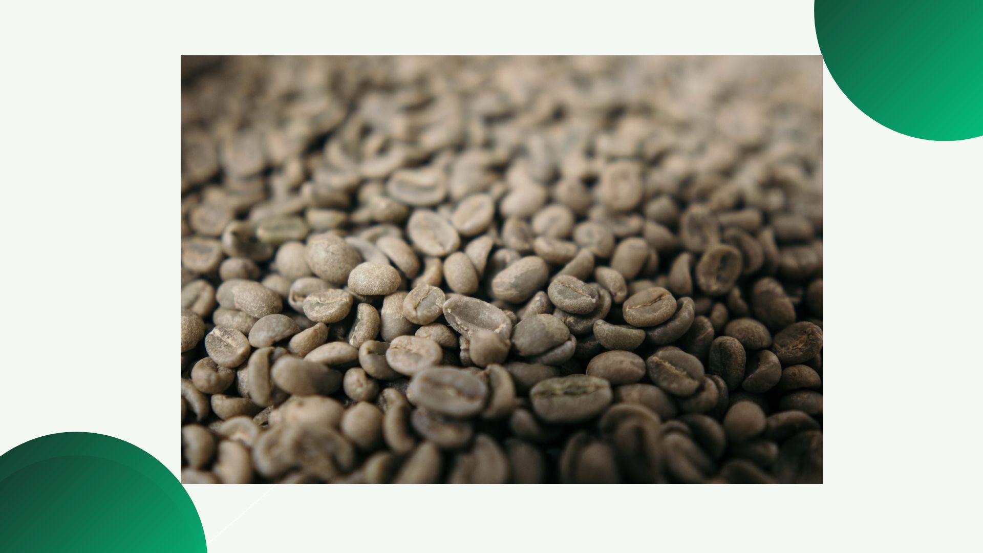 Future of Kenya Coffee