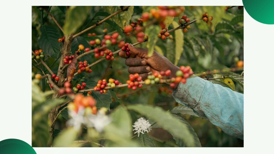 Uganda Coffee Market Trends Q1 2025