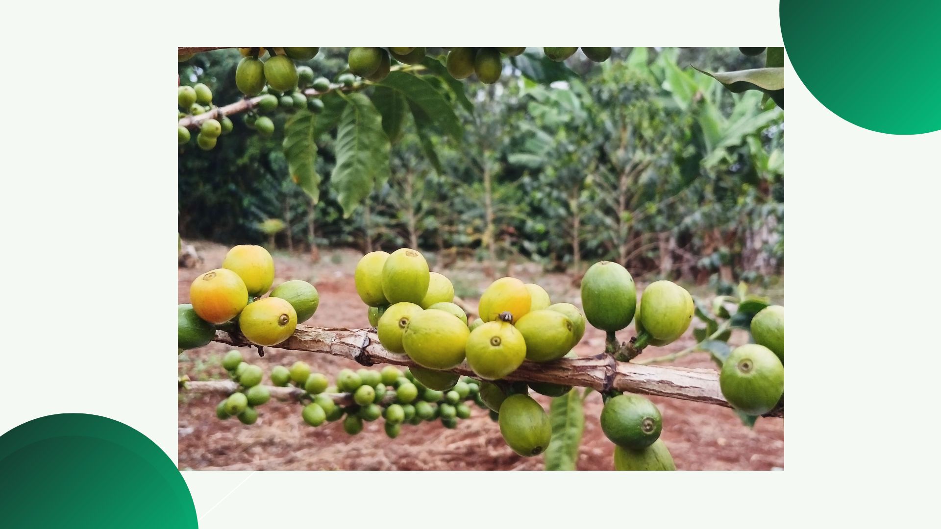 Kenya coffee and crop outlook for 2026 fly season