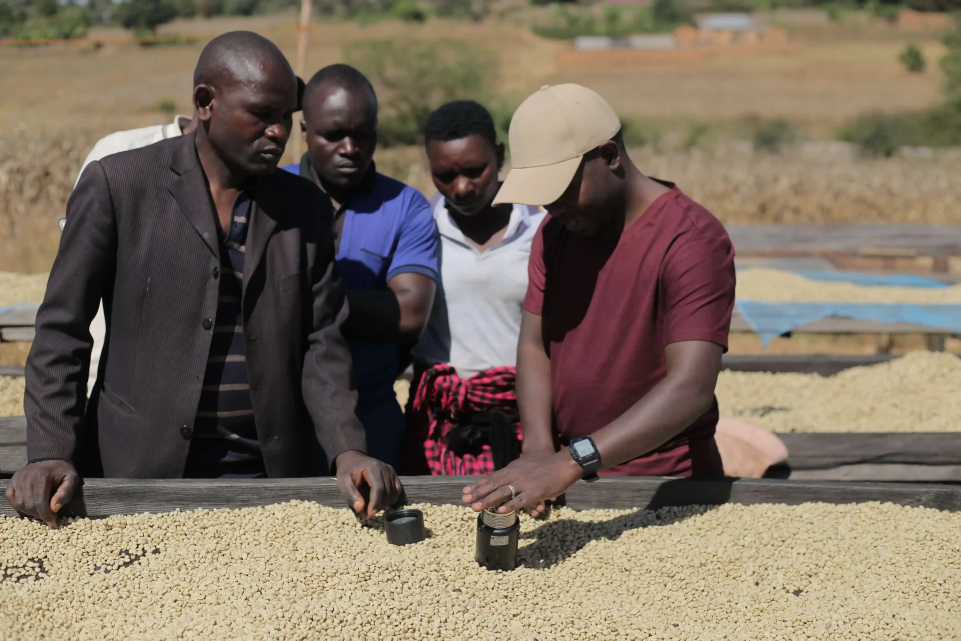 Team physically inspecting and moisture-testing parchment coffee for pre-shipment quality verification